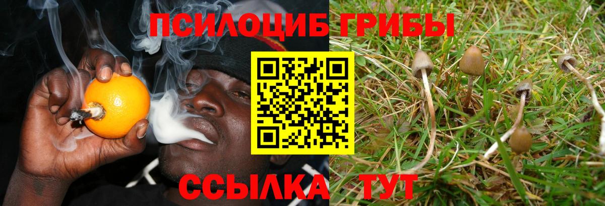 Сокол  Псилоцибиновые грибы мицелий  Галлюциногенные грибы MAGIC MUSHROOMS  Вход с VPN 